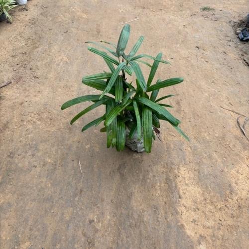 Rhapis Palm In 8 Inch Nursery Pot