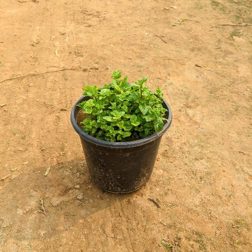 Mint / Pudina In 5 inch Nursery Pot