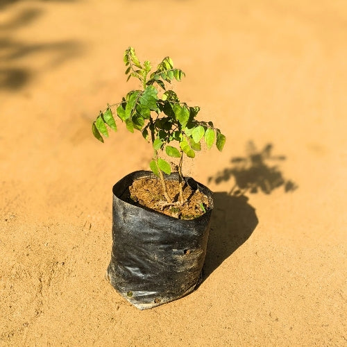 Curry Patta| Curry Leave In 5 Inch Nursery Bag