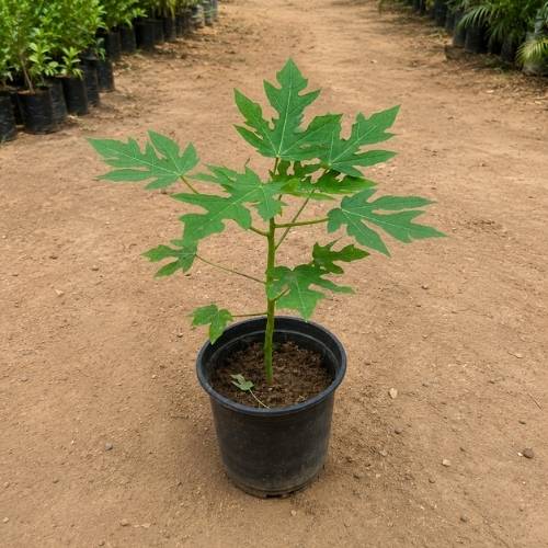 Papaya Plant In 6 Inch Nursery Pot