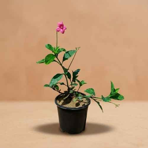 Ruellia Rose In 6 Inch Nursery Pot