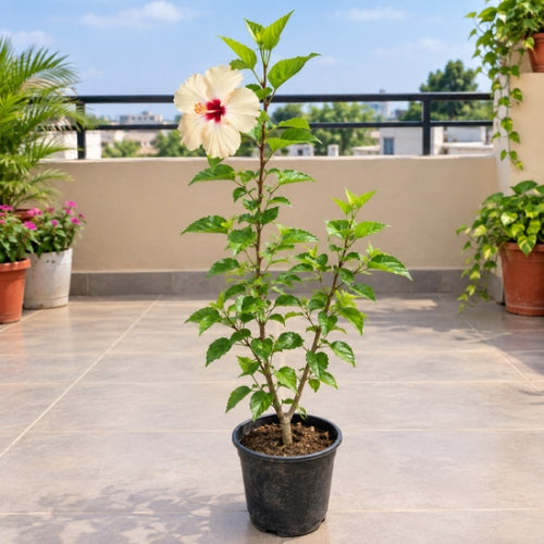 Hibiscus Creamy Yellow In 6 Inch Nursary Pot