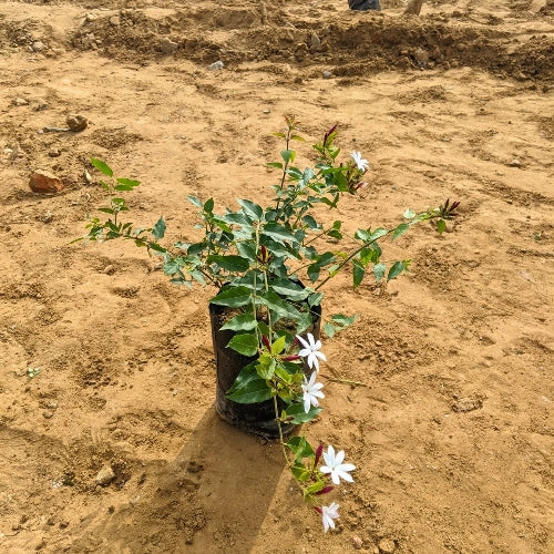 Juhi Flower plant In 7 Inch Nursery Bag