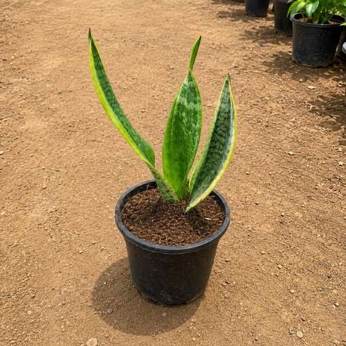 Snake Plant In 4 Inch Nursery Pot