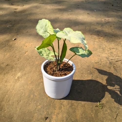 Syngonium In 4 Inch White Ceramic Pot