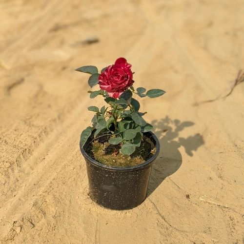 English Rose Red Colour in 7 Inch Nursery Pot