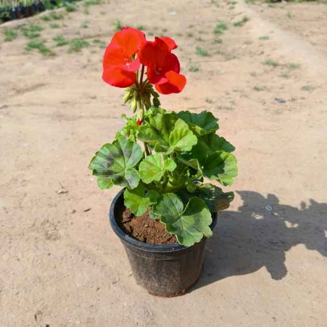 Geranium Flower Plant Any Colour In 5 Inch Nursery Pot