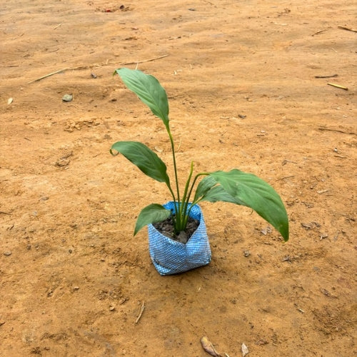 Peace Lily In 4 Inch Nursery Bag