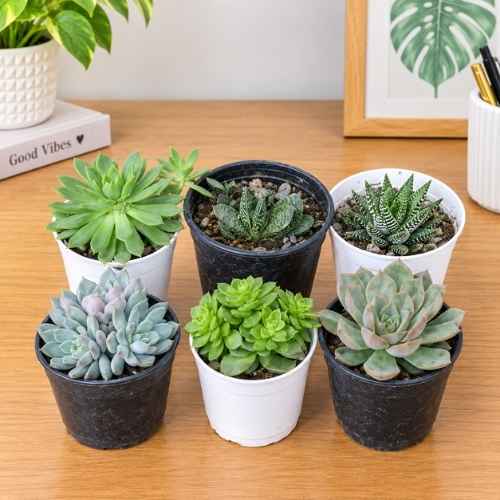 Set of 6 Succulent Any Design And Colour