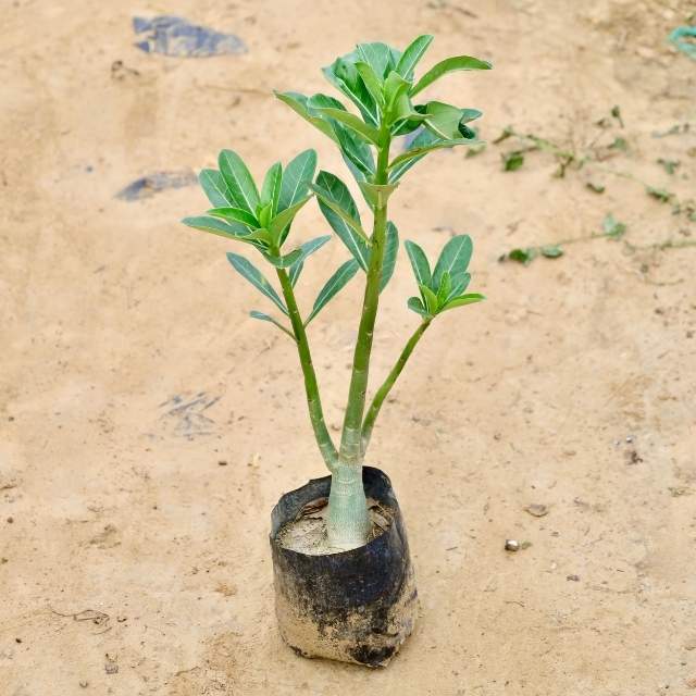 Adenium green plant in a black pot on sandy ground Buy Indoor Plants in Gurgaon haryali: Free Next-Day Delivery