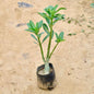 Adenium green plant in a black pot on sandy ground Buy Indoor Plants in Gurgaon haryali: Free Next-Day Delivery