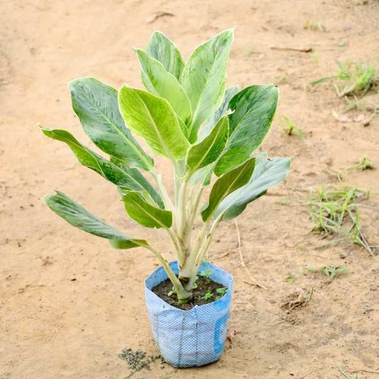 Aglaonema plant with green leaves on a sandy background Buy Indoor Plants in Gurgaon haryali: Free Next-Day Delivery