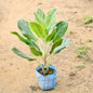 Aglaonema plant with green leaves on a sandy background Buy Indoor Plants in Gurgaon haryali: Free Next-Day Delivery
