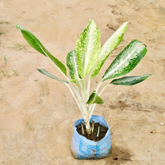 Aglaonema plant with green leaves on a sandy background Online Plants in Gurgaon: Free Next-Day Delivery