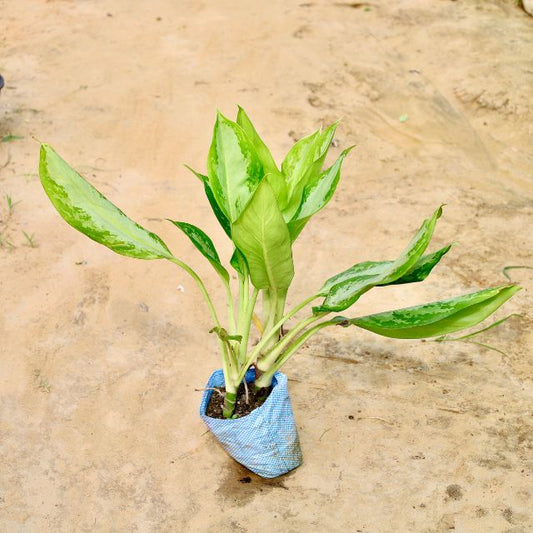 Aglaonema plant with green leaves in a blue pot on a beige surface