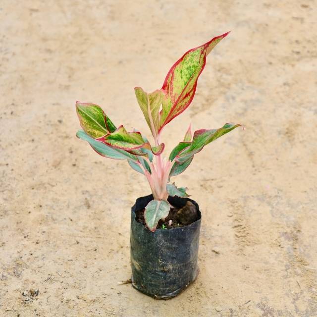 Small potted Aglaonema Lipstick plant with red and green leaves on a beige background Buy Indoor Plants in Gurgaon haryali: Free Next-Day Delivery