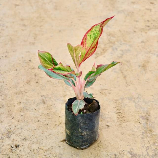 Small potted Aglaonema Lipstick plant with red and green leaves on a beige background Buy Indoor Plants in Gurgaon haryali: Free Next-Day Delivery