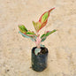 Small potted Aglaonema Lipstick plant with red and green leaves on a beige background Buy Indoor Plants in Gurgaon haryali: Free Next-Day Delivery