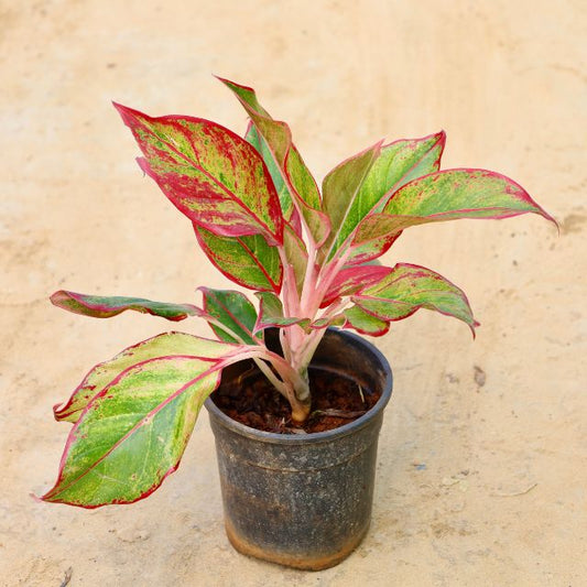 Aglaonema Potted plant with red and green leaves on a beige background Online Plants in gurgaon Free Next-Day Delivery