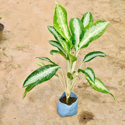 Aglaonema plant with green leaves in a blue fabric pot on a beige surface Online Plants in Gurgaon: Free Next-Day Delivery