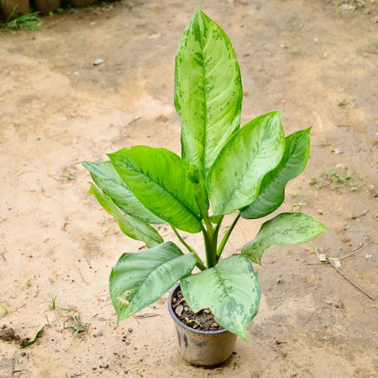Aglaonema plant with large green leaves on a sandy ground Buy Indoor Plants in Gurgaon haryali: Free Next-Day Delivery