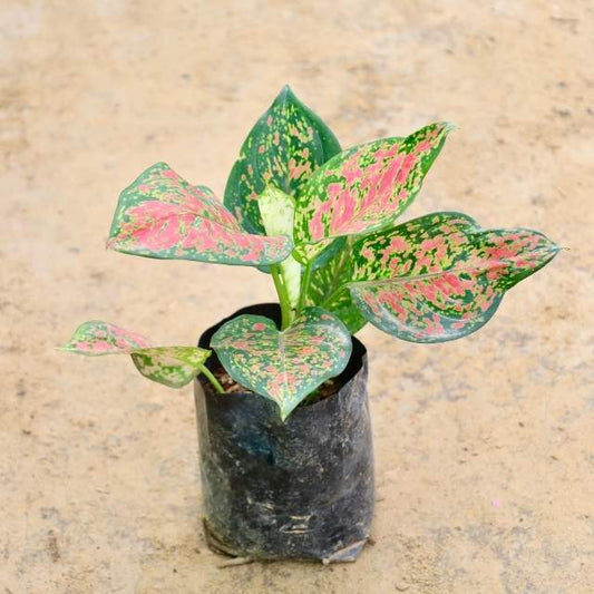 Aglaonema plant with variegated green and pink leaves on a beige background. Buy Indoor Plants in Gurgaon, Haryali: Free Next-Day Delivery