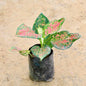 Aglaonema plant with variegated green and pink leaves on a beige background. Buy Indoor Plants in Gurgaon, Haryali: Free Next-Day Delivery