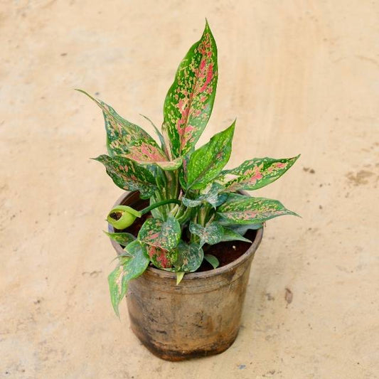 Potted plant with variegated leaves on a beige background Online Plants in Gurgaon | Free Next-Day Delivery
