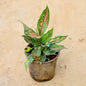 Potted plant with variegated leaves on a beige background Online Plants in Gurgaon | Free Next-Day Delivery