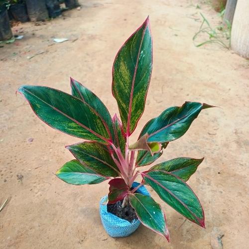 Aglaonema Red Lipstick in 4 Inch Nursery Bag
