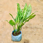 Aglaonema plant with green leaves in a blue fabric pot on a beige background Online Plants in Gurgaon: Free Next-Day Delivery