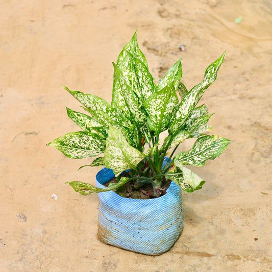 Aglaonema Snow White plant with green leaves in a blue pot on a beige surface Online Plants in Gurgaon: Free Next-Day Delivery