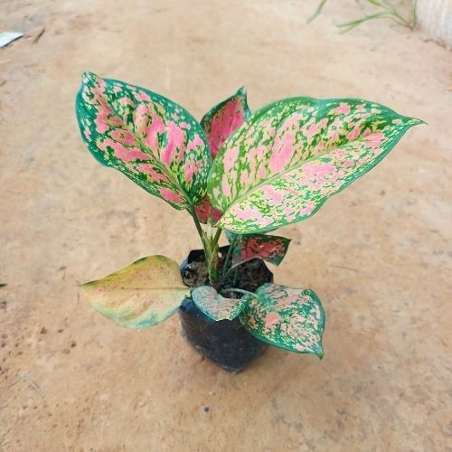 Aglaonema in 4 Inch Nursery Bag
