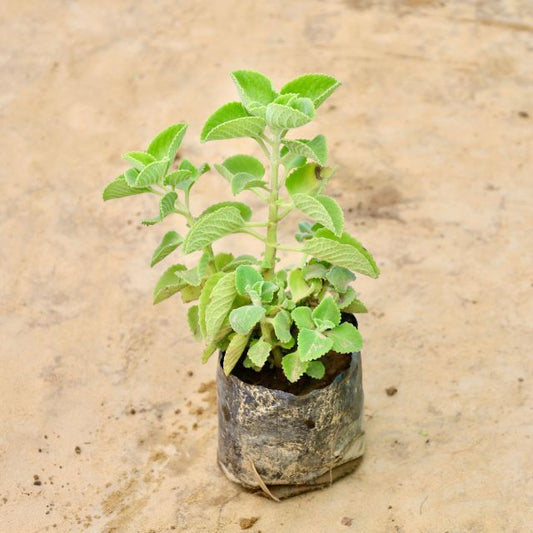 Ajwain Organic plant on a sandy surface Online Plants in Gurgaon: Free Next-Day Delivery