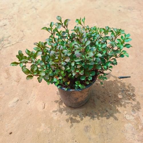 Alanthara In 6 Inch Nursery Pot