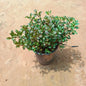 Alanthara In 6 Inch Nursery Pot