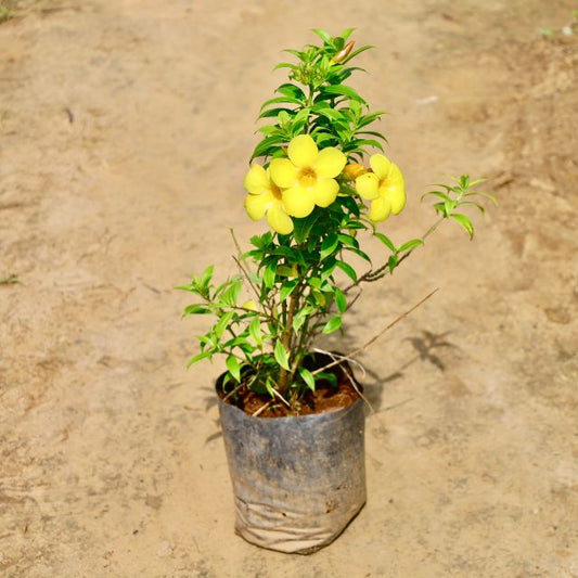 Allamanda Yellow plant with yellow flowers on a beige background Buy Online Plants in Gurgaon: Free Next-Day Delivery