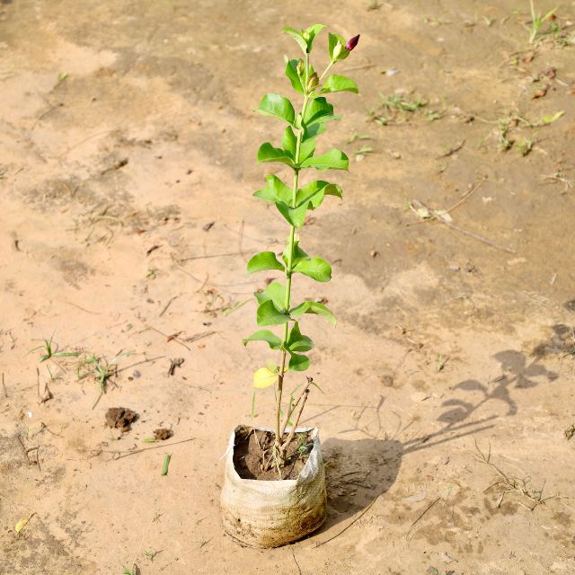 Allamanda plant on a sandy surface Buy Online Plants in Gurgaon: Free Next-Day Delivery