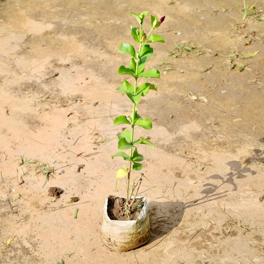 Allamanda plant on a sandy surface Buy Online Plants in Gurgaon: Free Next-Day Delivery