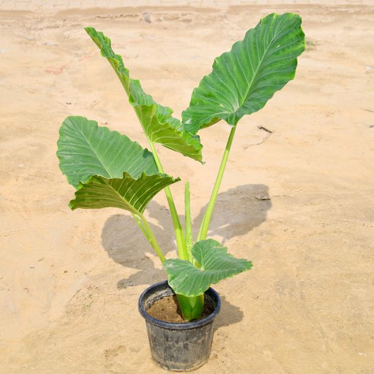 Alocasiai plant with large green leaves on a beige surface Buy Online Plants in Gurgaon: Free Next-Day Delivery