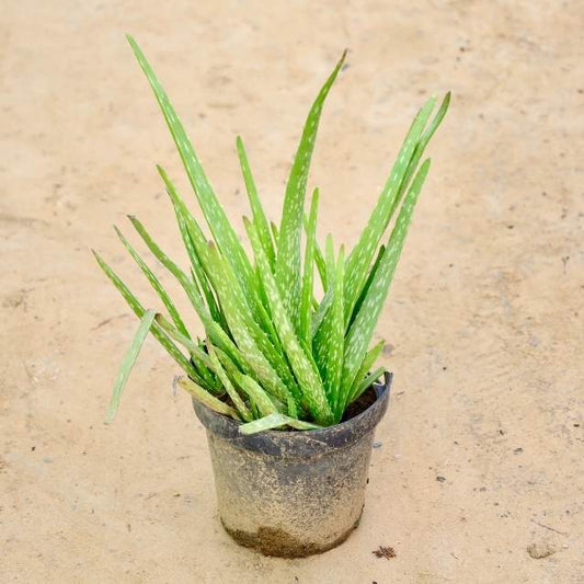 Potted aloe vera plant on a beige background Buy Indoor Plants in Gurgaon haryali: Free Next-Day Delivery