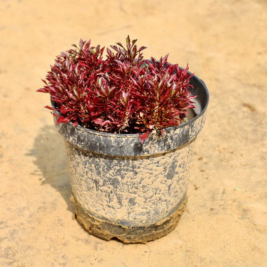 Potted plant with red leaves on a sandy surface Buy Online Plants in Gurgaon: Free Next-Day Delivery