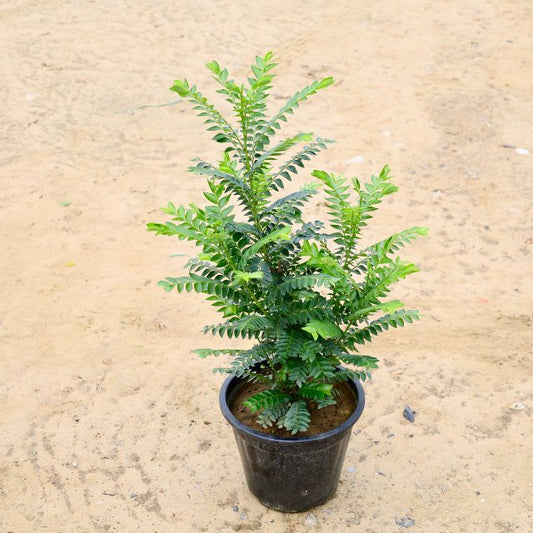 Amarus/Laxmi Taru in 8 inch  Nursery Pot