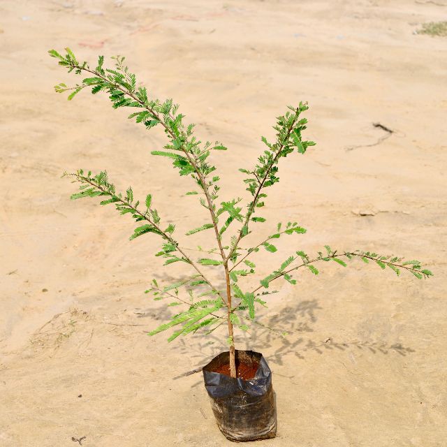 Amla (2fit)In 7 inch  Nursery Bag