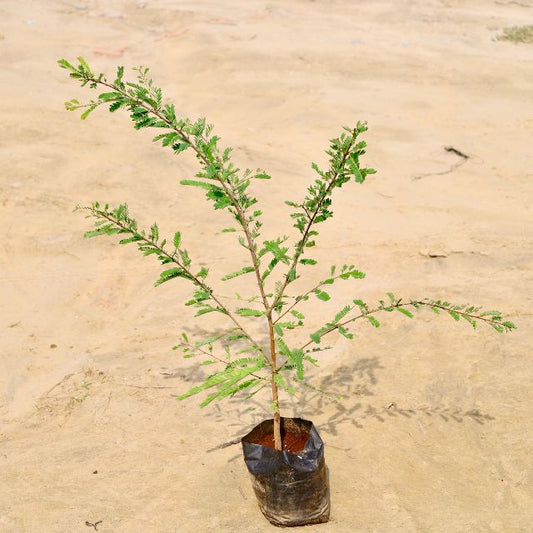 Amla (2fit)In 7 inch  Nursery Bag