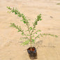 Amla (2fit)In 7 inch  Nursery Bag