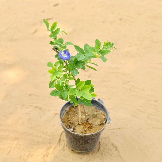 Potted plant with a blue flower on a sandy background
