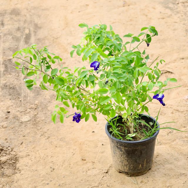  Aparajita Blueplant with blue flowers on a beige background Buy Indoor Plants in Gurgaon haryali: Free Next-Day Delivery