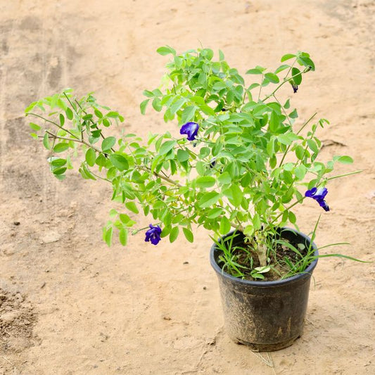 Aparajita Blueplant with blue flowers on a beige background Buy Indoor Plants in Gurgaon haryali: Free Next-Day Delivery