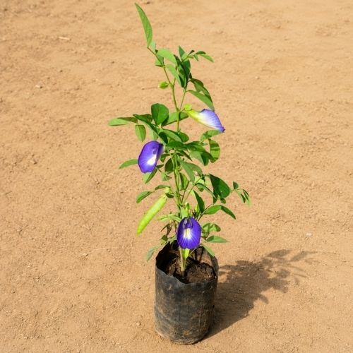 Aprajita Any Colour In 4 Inch Nursery Bag